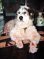 Photo du chien Bambou qui a été réalisé en portrait animalier